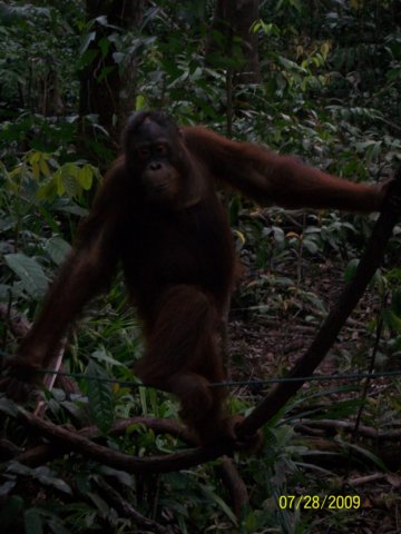 borneoslideshow102.jpg