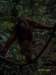 borneoslideshow102_small.jpg