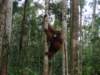 borneoslideshow104_small.jpg