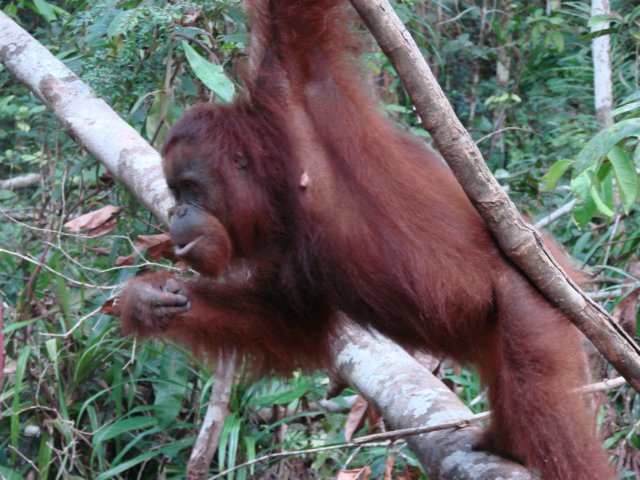 borneoslideshow105.jpg