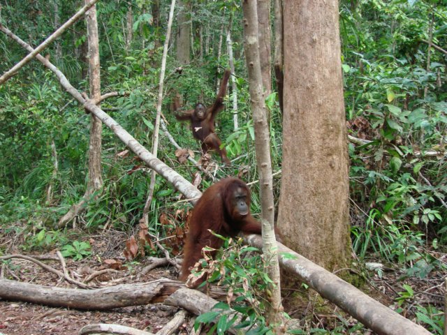 borneoslideshow106.jpg