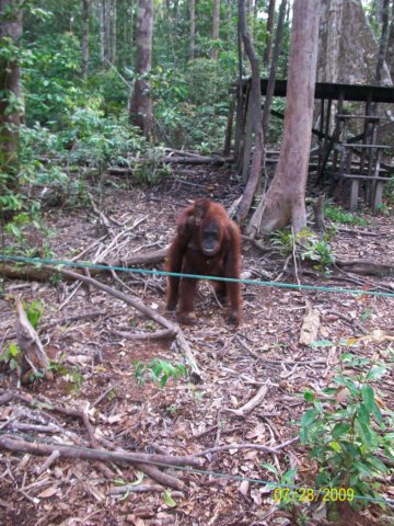 borneoslideshow109.jpg
