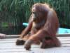 borneoslideshow115_small.jpg