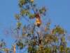 borneoslideshow31_small.jpg