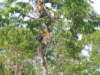 borneoslideshow33_small.jpg