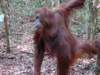borneoslideshow65_small.jpg