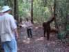 borneoslideshow68_small.jpg
