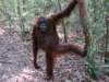 borneoslideshow69_small.jpg