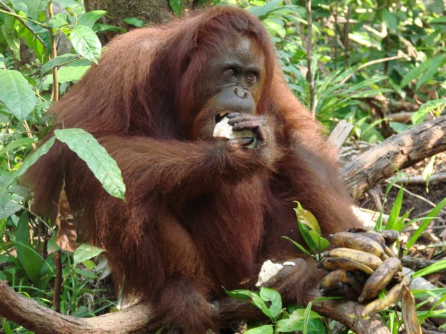 borneoslideshow71.jpg