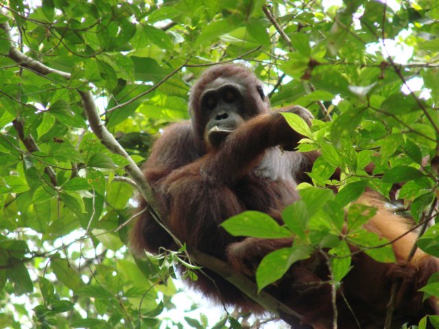 borneoslideshow73.jpg