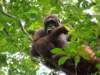 borneoslideshow73_small.jpg