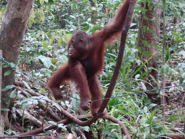 borneoslideshow79.jpg