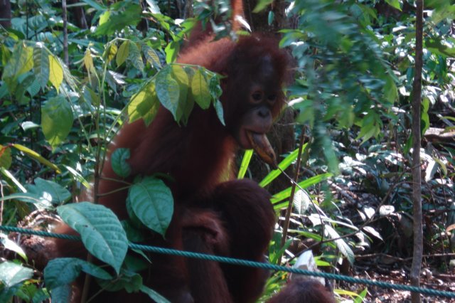 borneoslideshow84.jpg