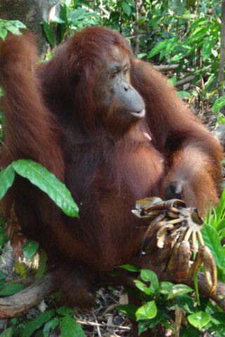 borneoslideshow87.jpg