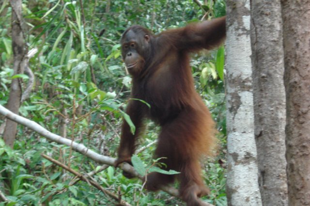 borneoslideshow89.jpg