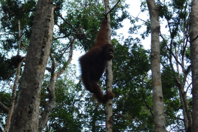 borneoslideshow92.jpg