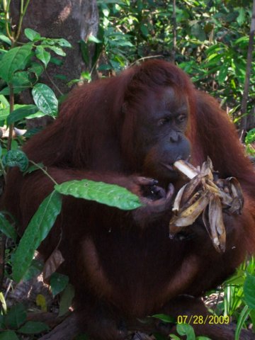 borneoslideshow96.jpg